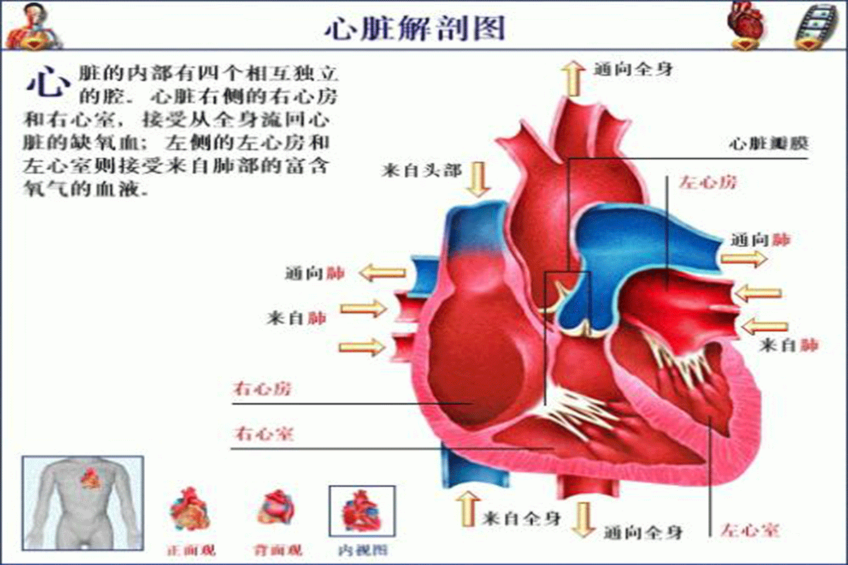 “指尖”上輕松監(jiān)測(cè)心臟保健康